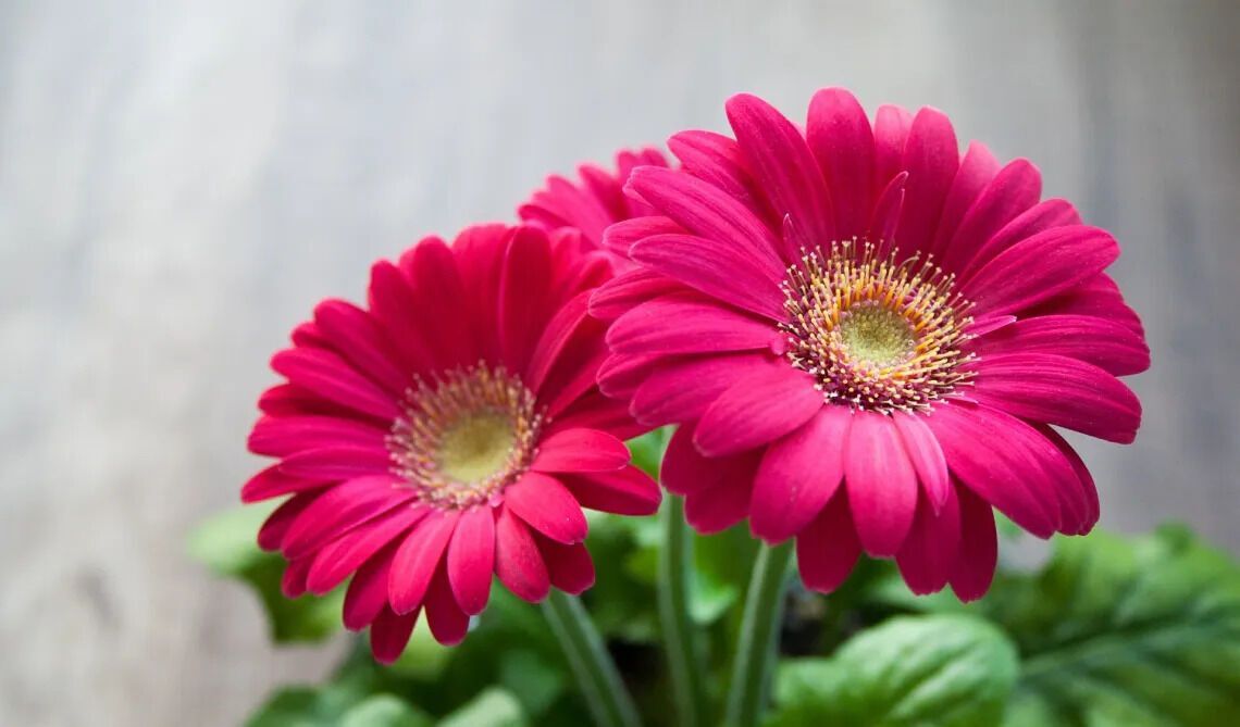 Gerbera Daisy