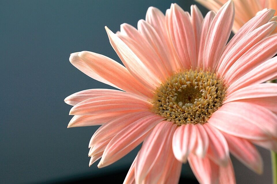 Gerbera Daisy