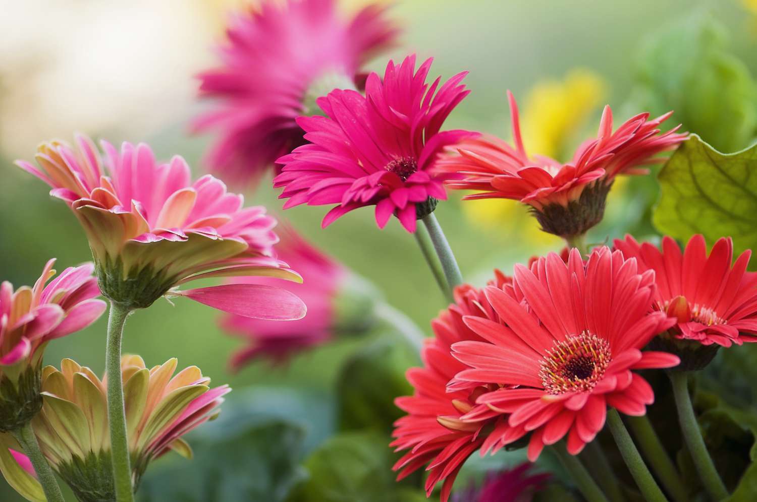 Gerbera Daisy