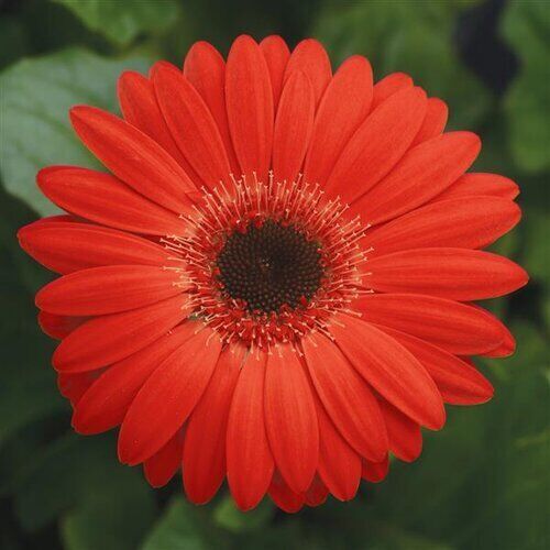 Gerbera Daisy