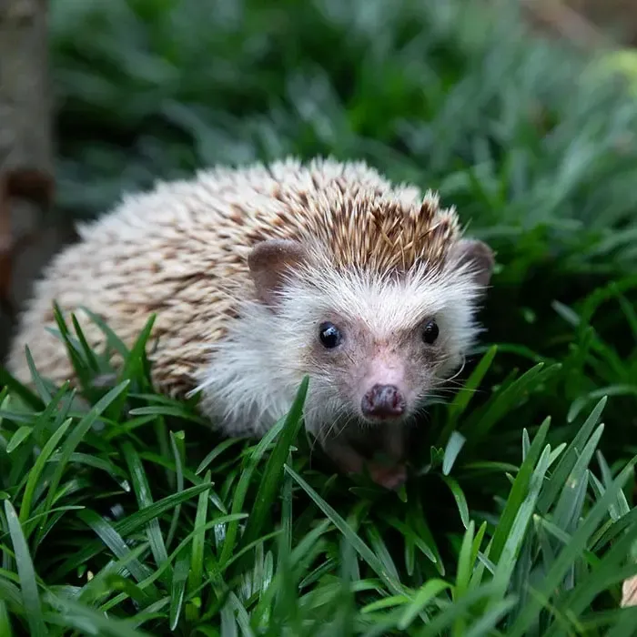 What Does a Hedgehog Mean in Your Dream?