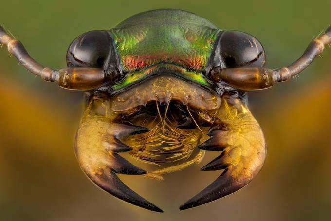 10 Spiritual Insights You Can Learn From Beetles