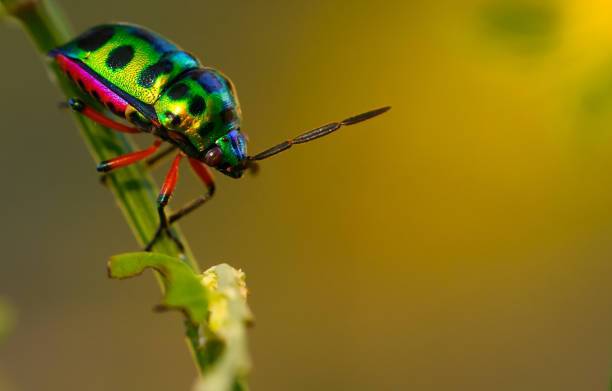 10 Spiritual Insights You Can Learn From Beetles