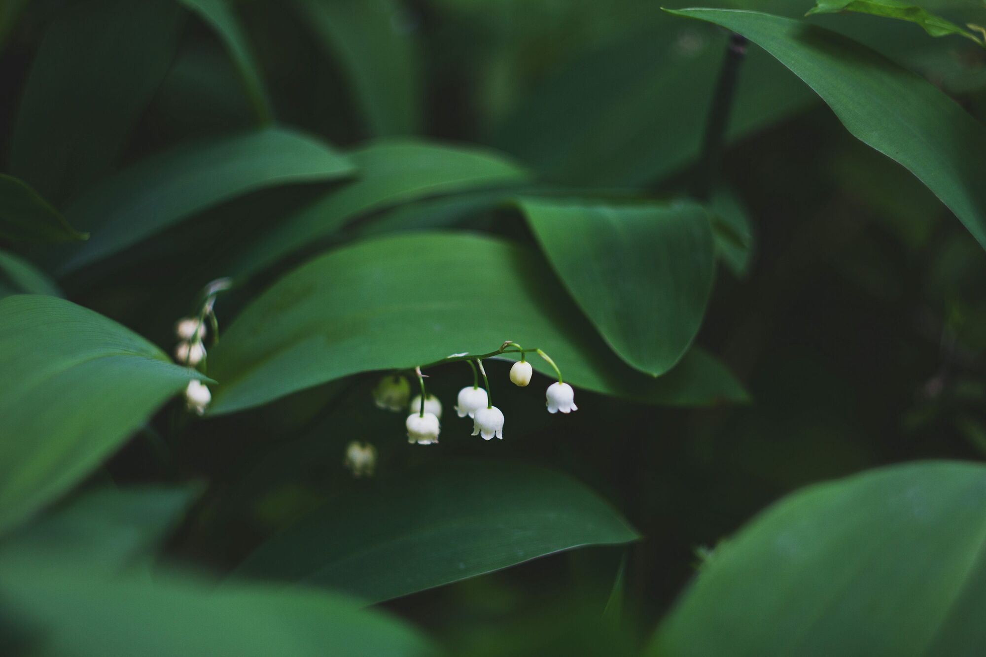 Lily of the Valley: Discovering the Spiritual Power of the Popular Plant