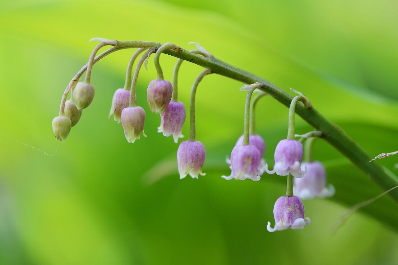 Lily of the Valley: Discovering the Spiritual Power of the Popular Plant