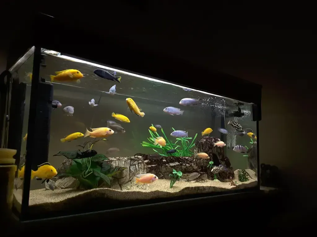 What Does a Fish Tank Represent in Your Dream?