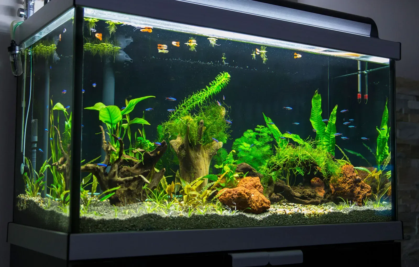 What Does a Fish Tank Represent in Your Dream?