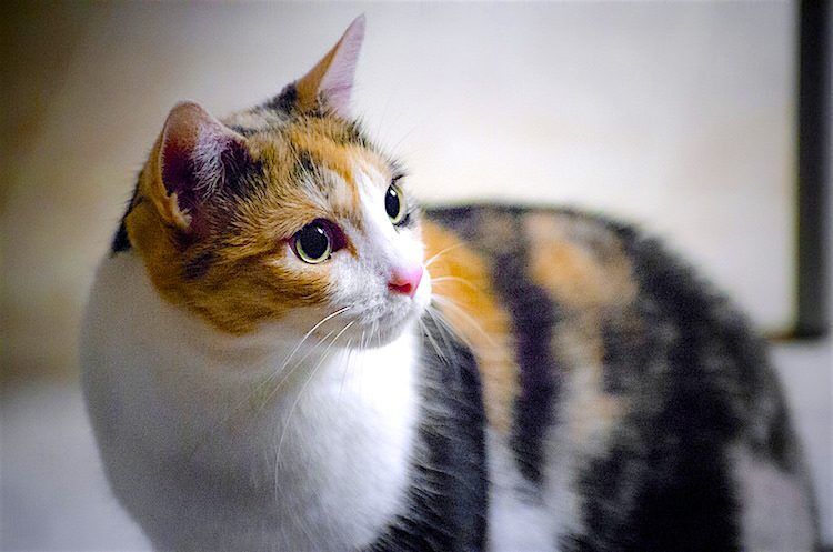 Calico сats