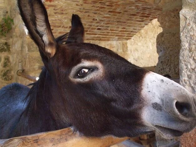 The Symbolic Power of Donkeys in Dreamscapes: Uncovering Spiritual Interpretations