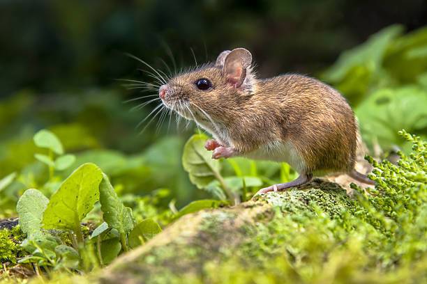 12 Spiritual Meanings of Mouse (Symbolism)