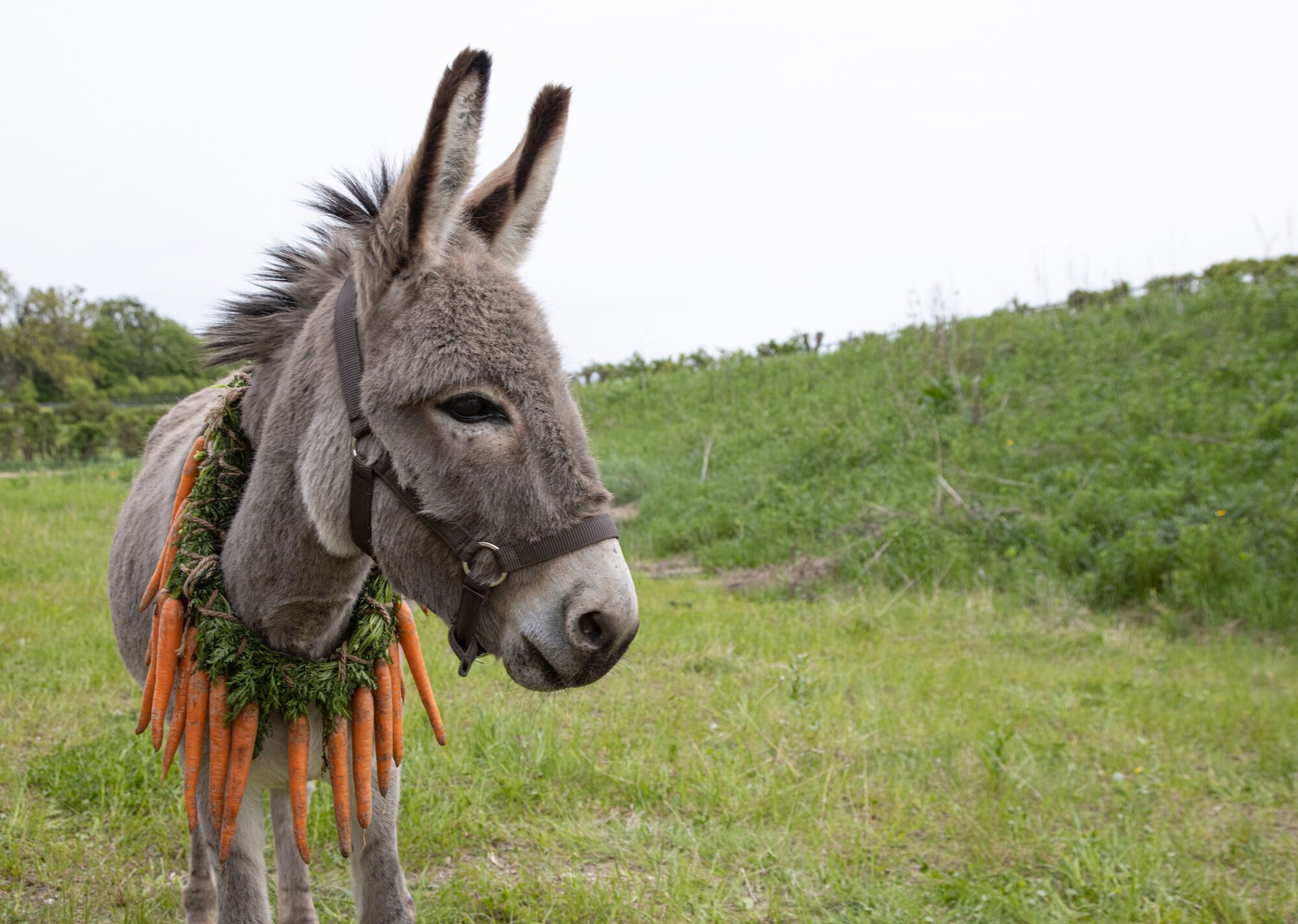 The Symbolic Power of Donkeys in Dreamscapes: Uncovering Spiritual Interpretations