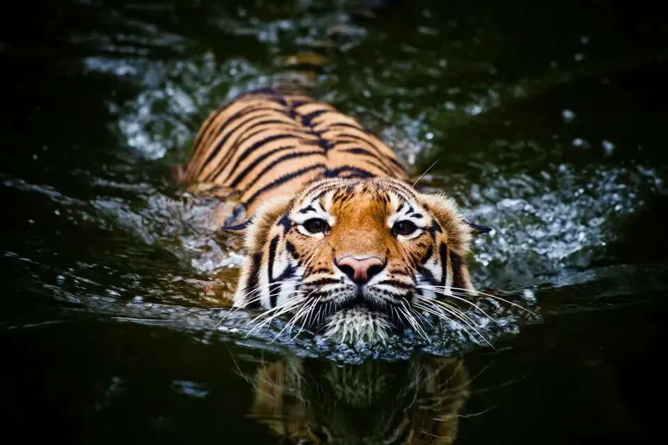 Discovering the Spiritual Power of Tiger as Your Totem Animal