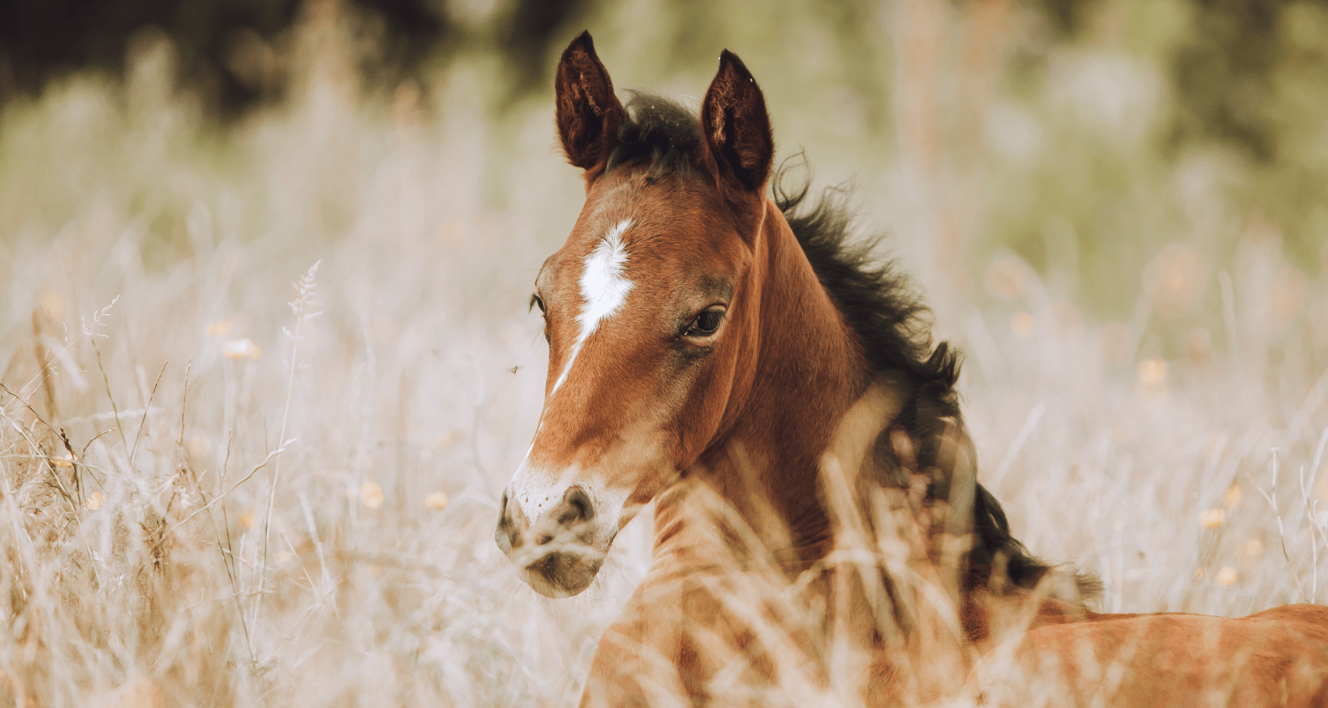 Hidden Symbolism of Horses as Spirit Animals