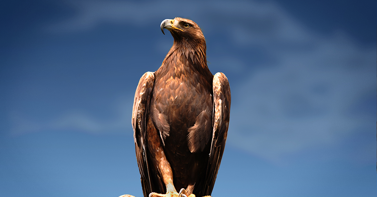 Spiritual Significance of Totem Animal Eagle