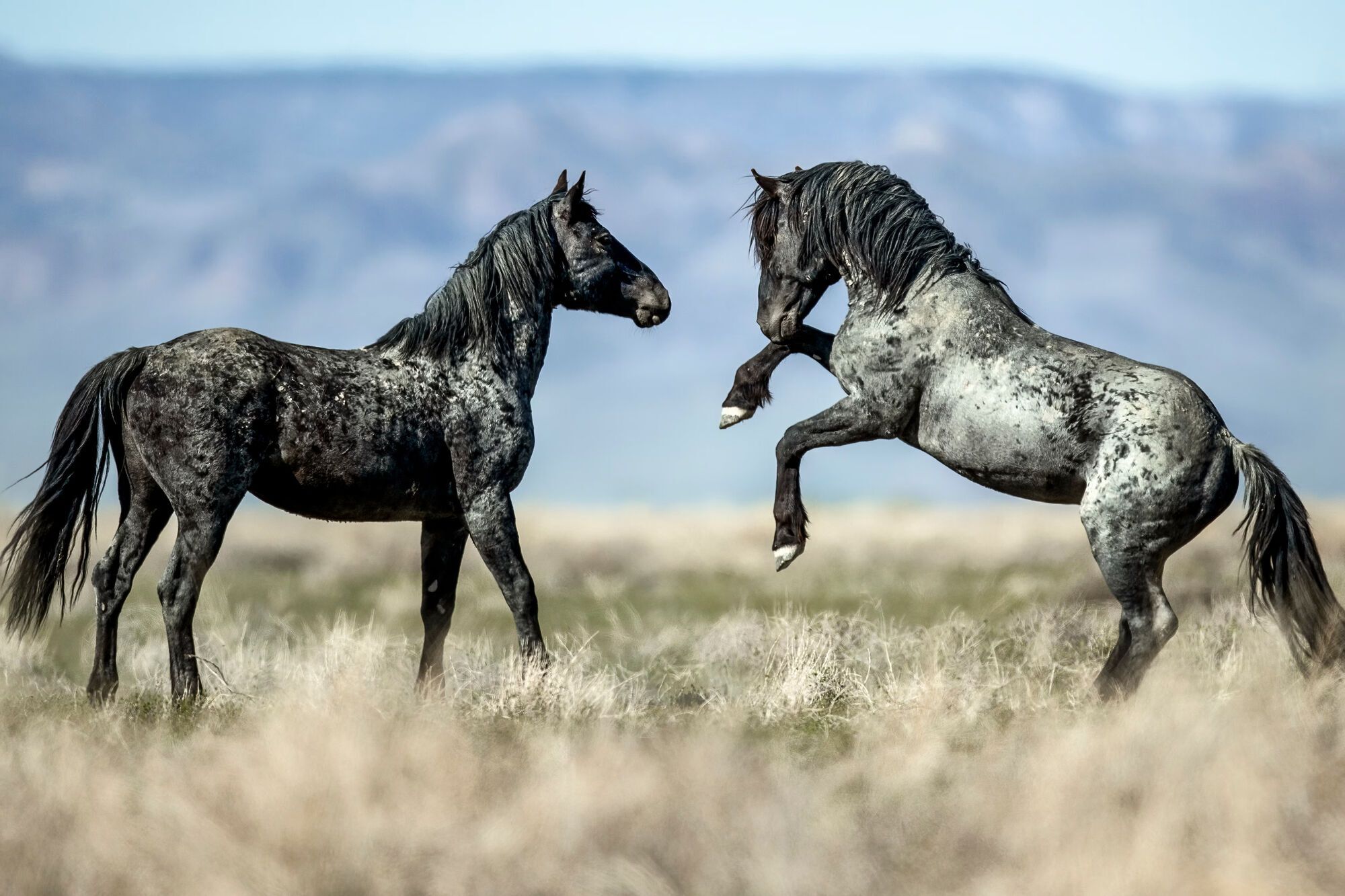 Hidden Symbolism of Horses as Spirit Animals