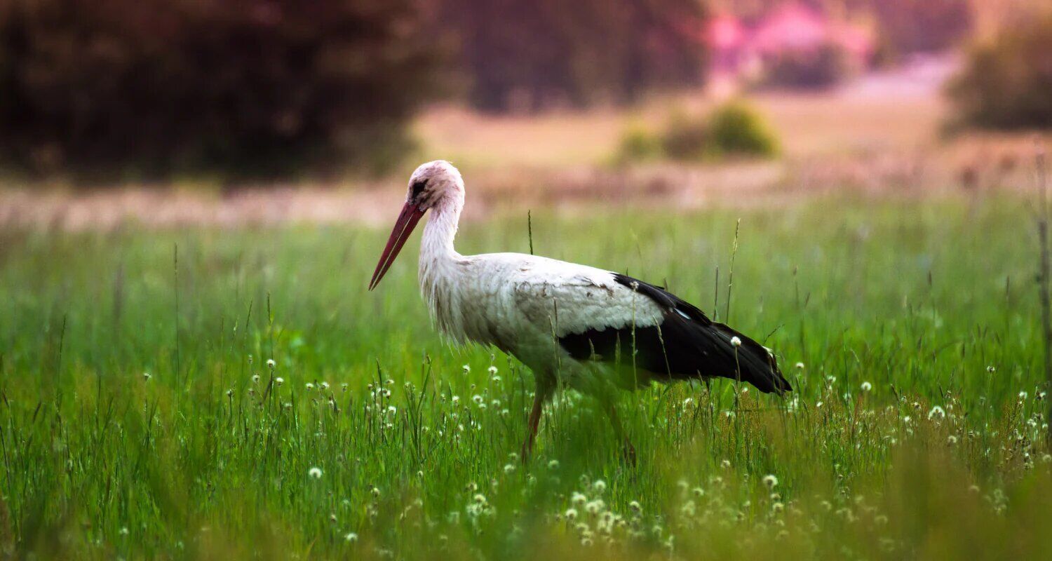 Seeing a stork