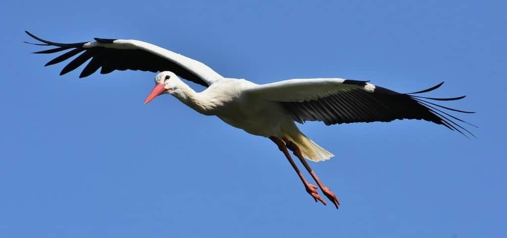 Seeing a stork