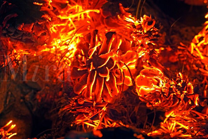 The Spiritual Meaning of Burning Pine Cones: A Ritual of Renewal and Protection