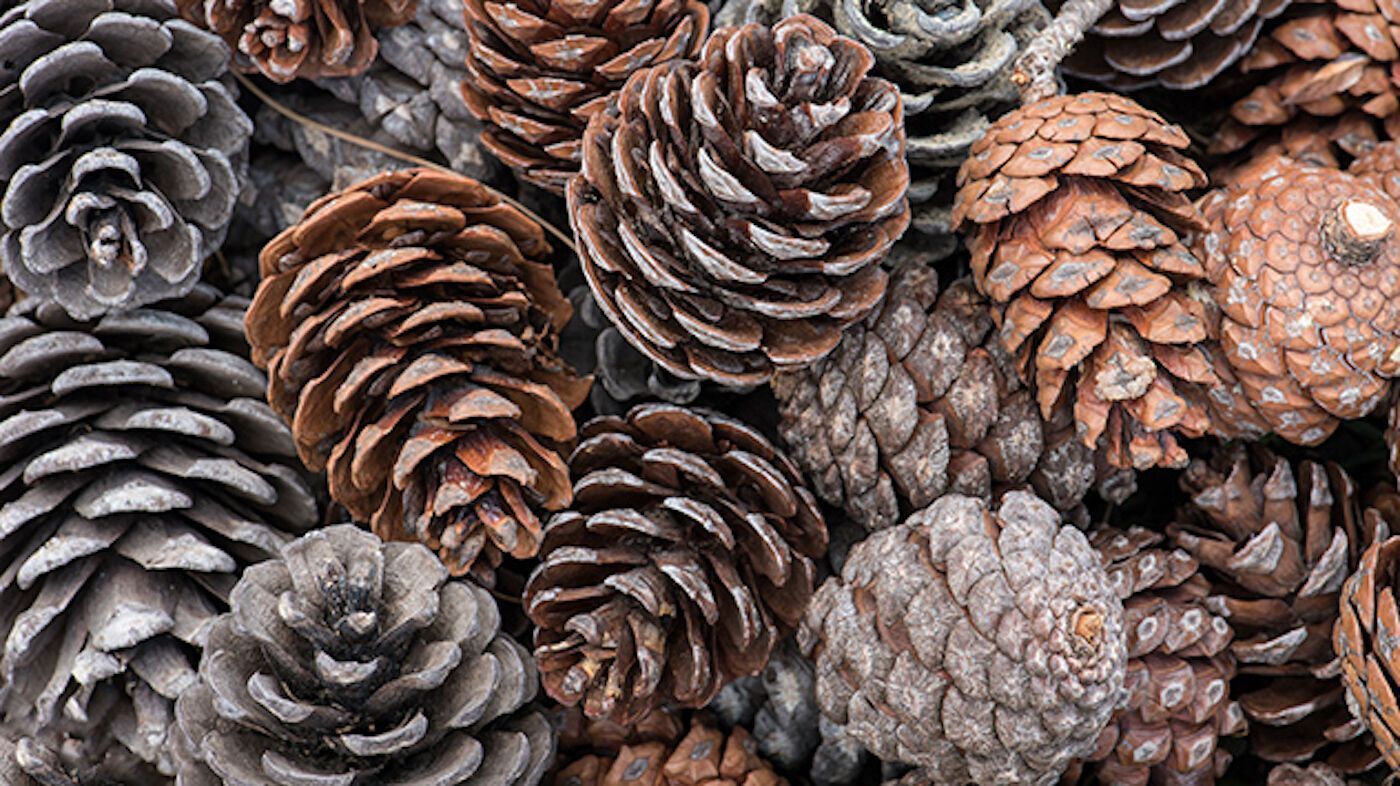 The Spiritual Meaning of Burning Pine Cones: A Ritual of Renewal and Protection