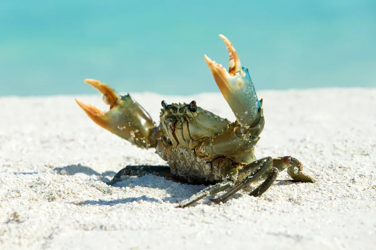 What Does It Mean to Dream About Crabs?