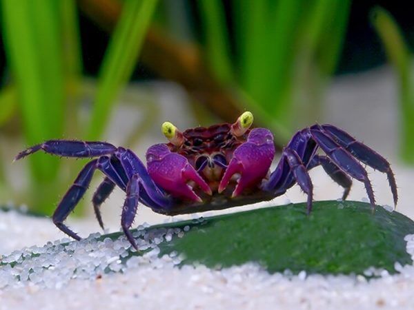 What Does It Mean to Dream About Crabs?