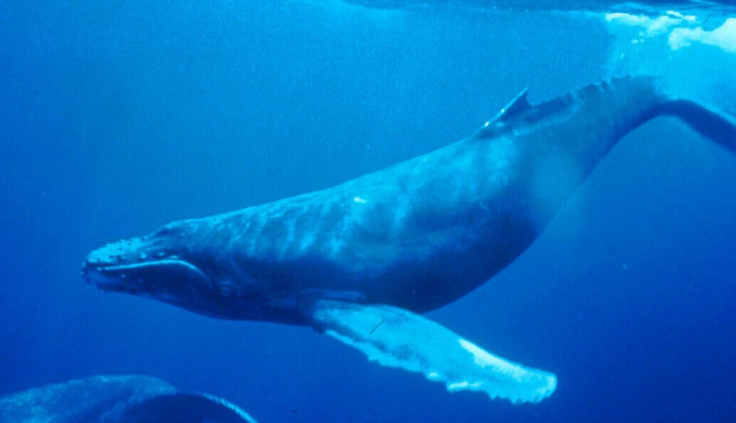 What Do Dreams About Whales Mean?