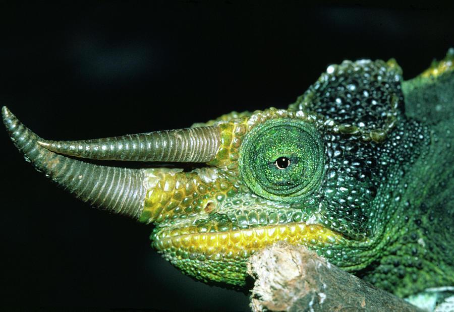 What it Means to See Chameleon in a Dream: Full Interpretation