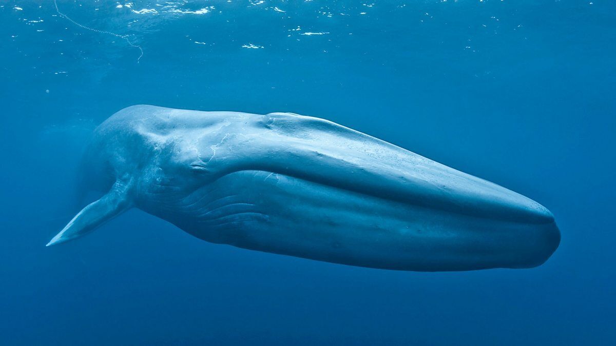 What Do Dreams About Whales Mean?