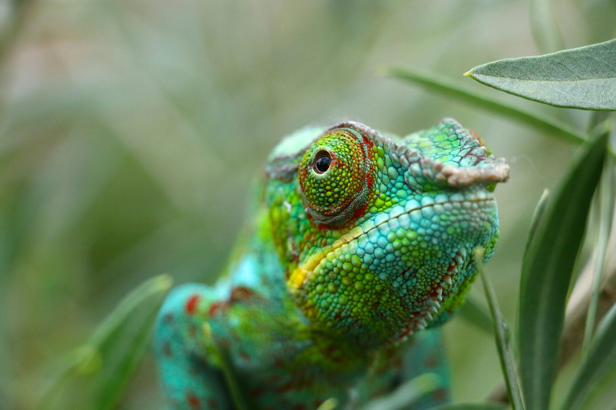 What it Means to See Chameleon in a Dream: Full Interpretation