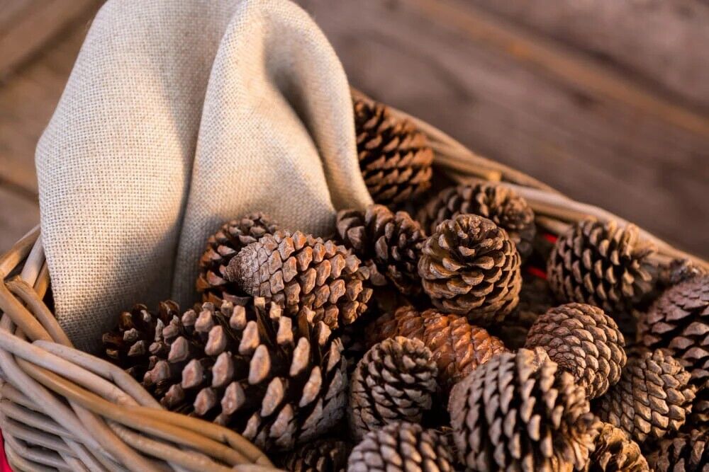 The Spiritual Meaning of Burning Pine Cones: A Ritual of Renewal and Protection