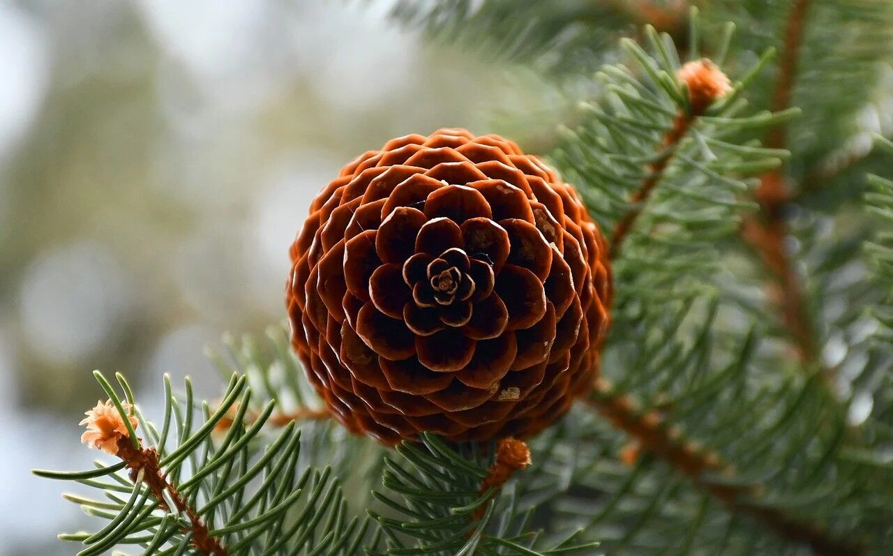 The Spiritual Meaning of Burning Pine Cones: A Ritual of Renewal and Protection