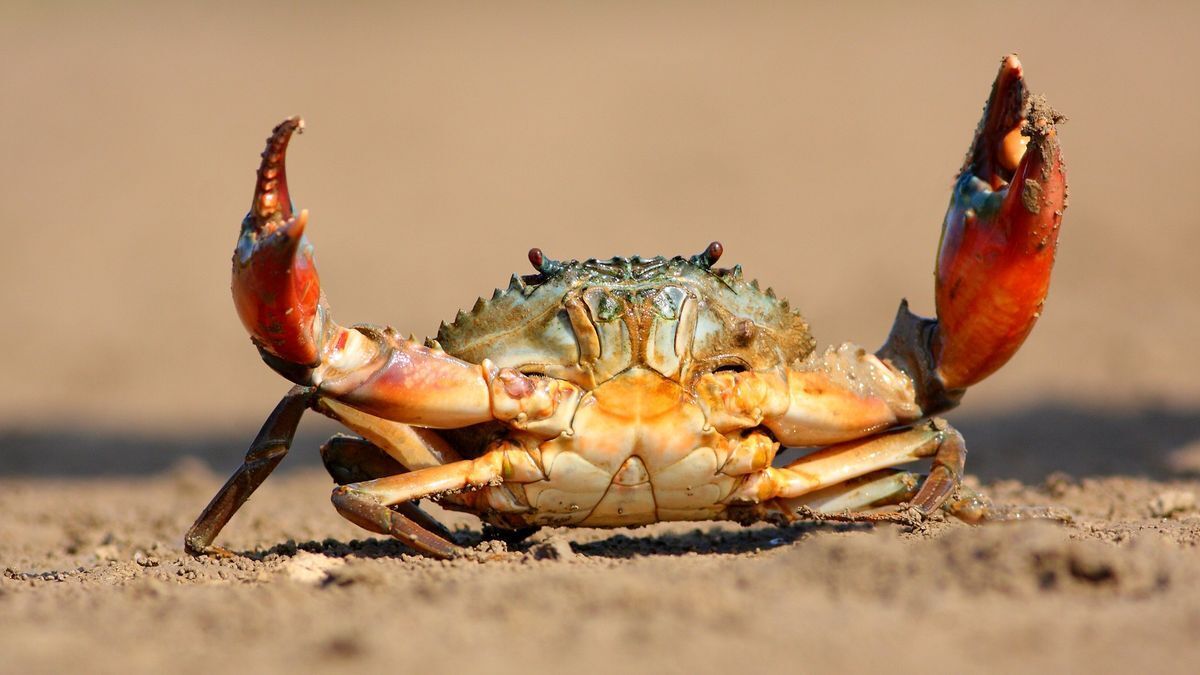 What Does It Mean to Dream About Crabs?