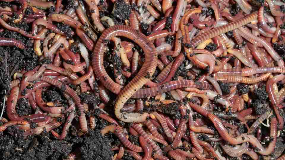 Earthworm dreams