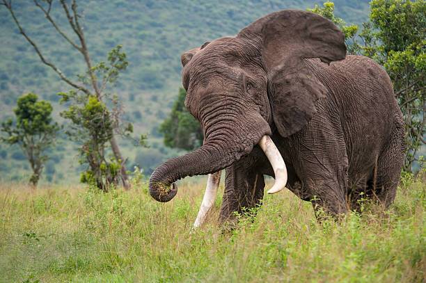 What Does It Mean To See An Elephant in a Dream?