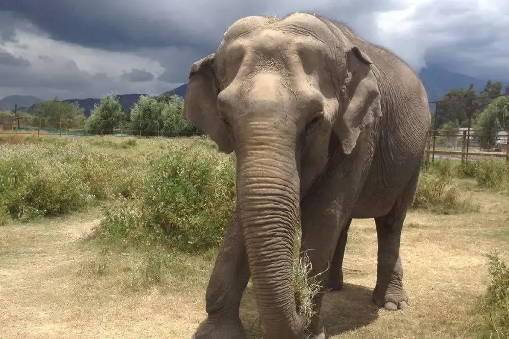 What Does It Mean To See An Elephant in a Dream?