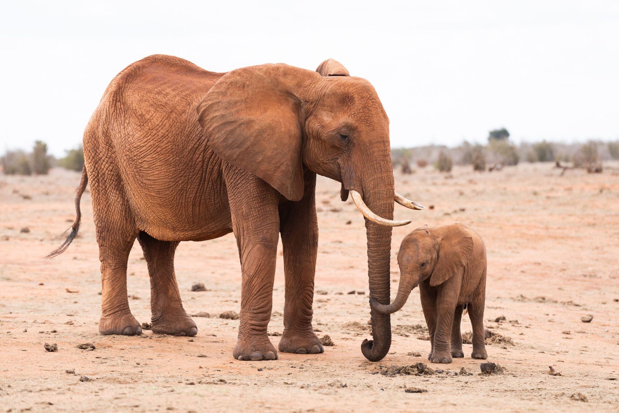 What Does It Mean To See An Elephant in a Dream?