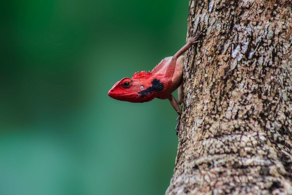 What Lizards Symbolize Spiritually