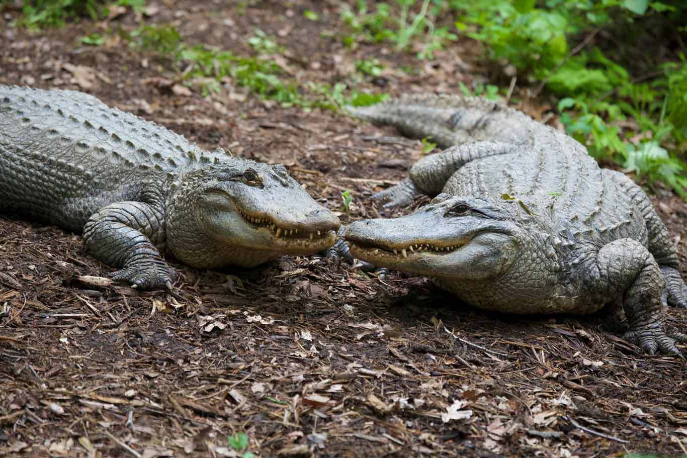 Alligator Spirit Animal: What Does an Alligator Symbolize?