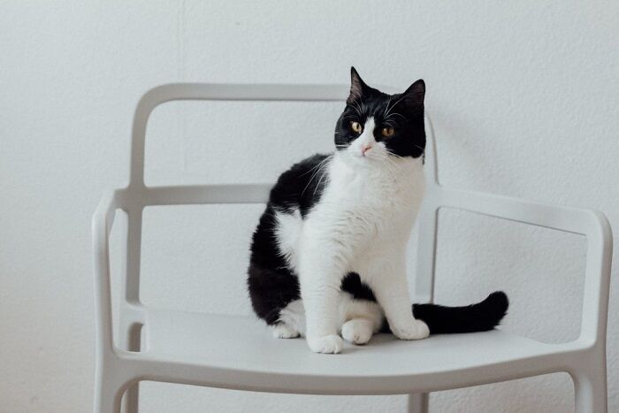 Black and White Cat Spirit Animal: What Does a Black and White Cat Symbolize?