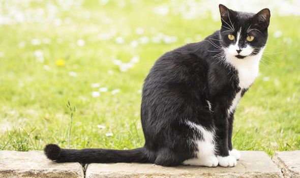 Black and White Cat Spirit Animal: What Does a Black and White Cat Symbolize?