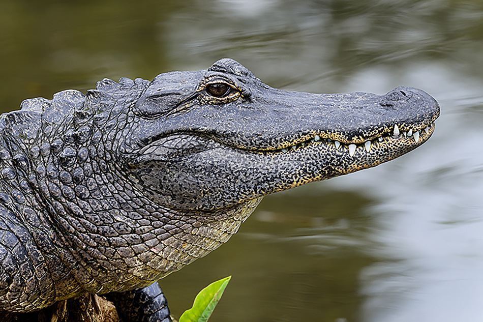 Alligator Spirit Animal: What Does an Alligator Symbolize?