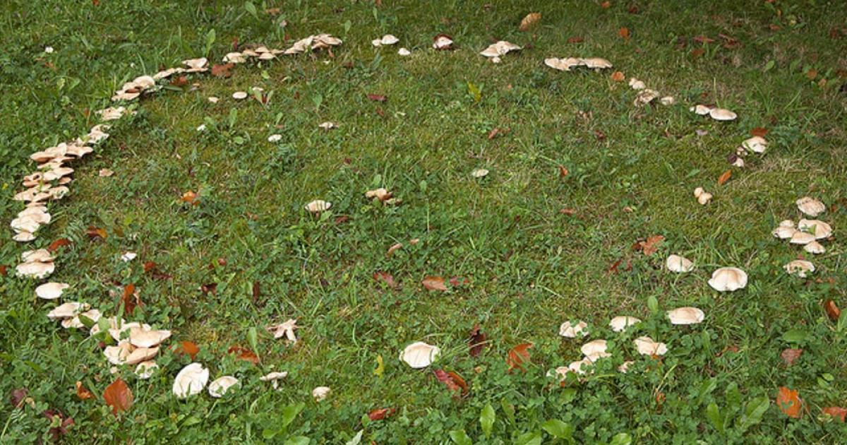 Fairy Rings in Grass: Unveiling Their Mystical Spiritual Meaning