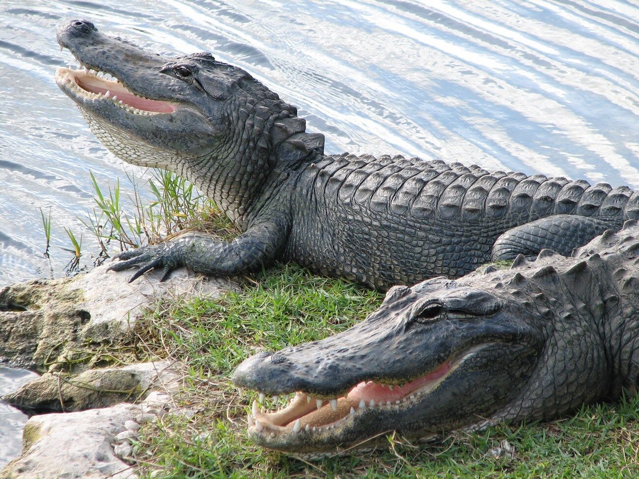 Alligator Spirit Animal: What Does an Alligator Symbolize?