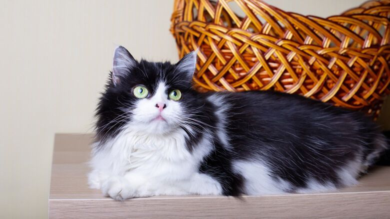 Black and White Cat Spirit Animal: What Does a Black and White Cat Symbolize?