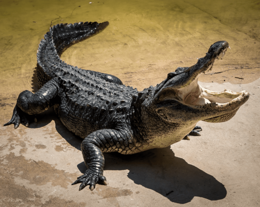 Alligator Spirit Animal: What Does an Alligator Symbolize?