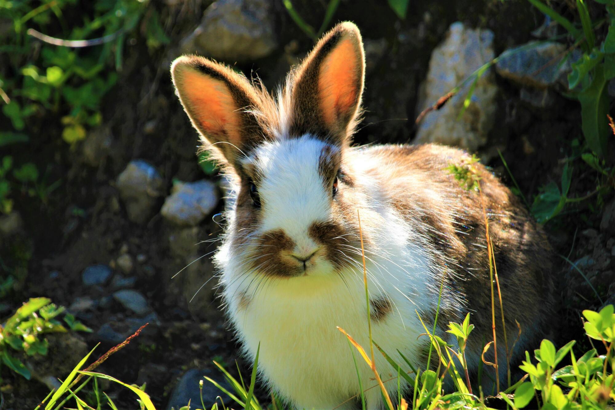 Symbolism and Spiritual Meaning of Rabbit as Totem Animal