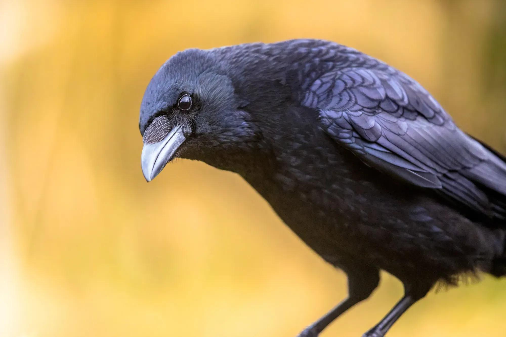 14 Spiritual Meanings of Seeing a Black Crow