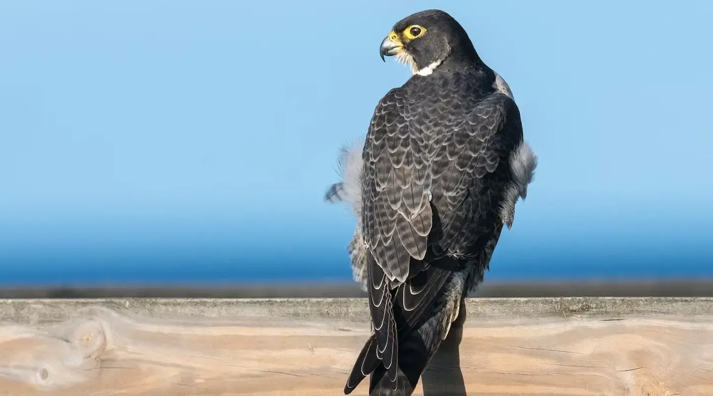 What Does a Falcon Mean in Your Dream?