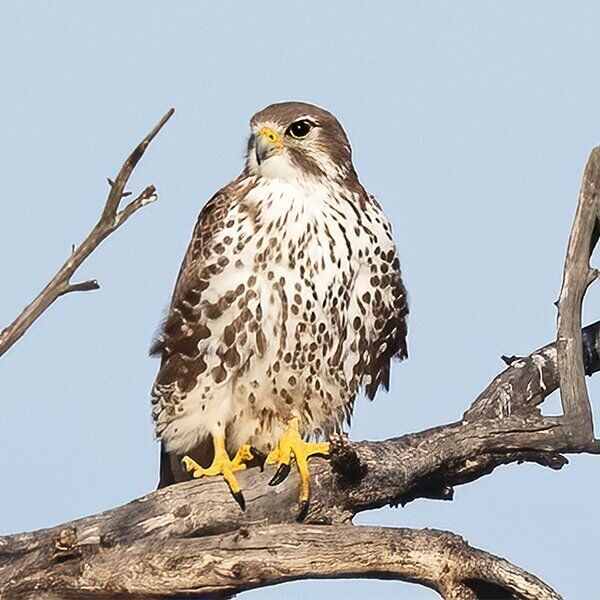 What Does a Falcon Mean in Your Dream?