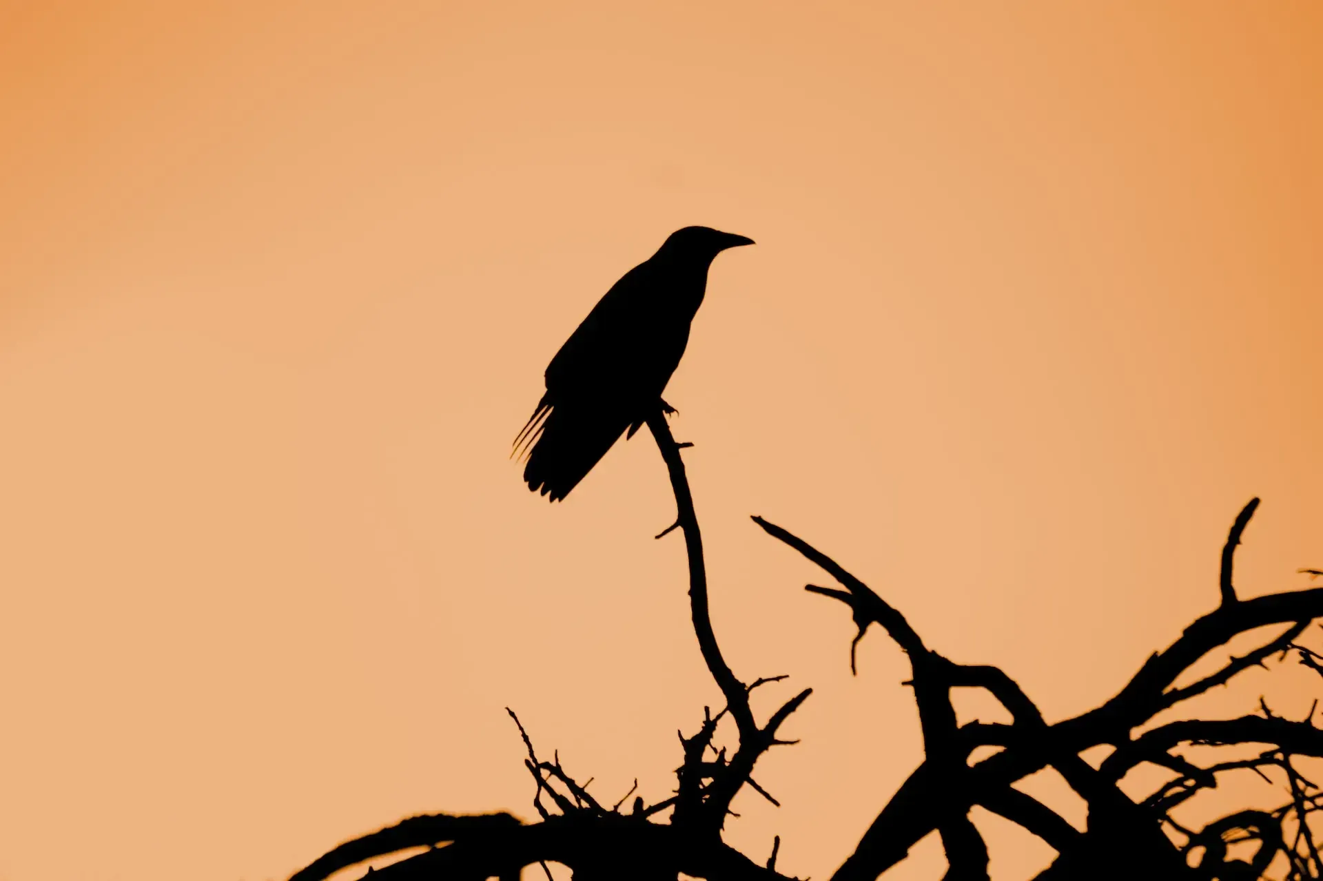 14 Spiritual Meanings of Seeing a Black Crow